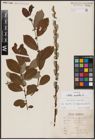 Foto von Salix aurita L.